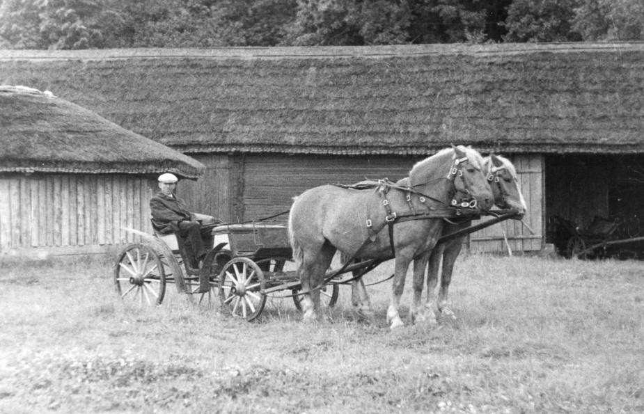 Opening of the Open-Air Museum of Lithuania. Phaeton with harness at the Obelinės Farmstead. 1974. LBM 50095