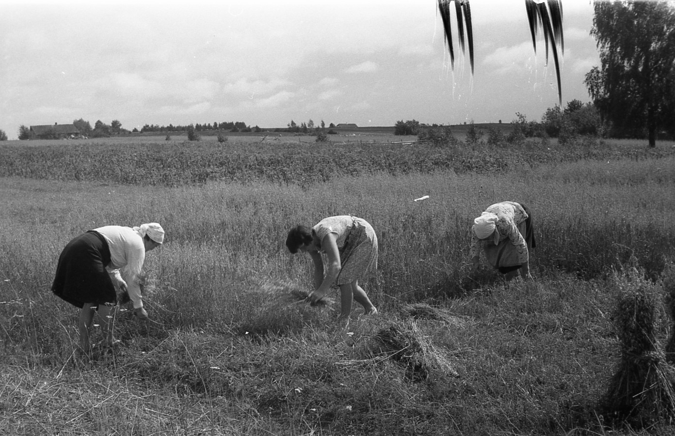 Javapjūtė. 1966 m. rugpjūčio mėn.
